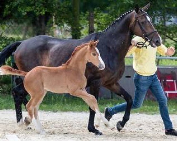 broodmare Focaccia EK (Hanoverian, 2018, from Farrell)