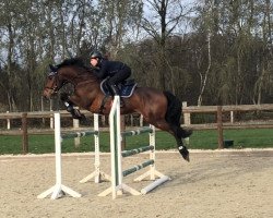 jumper Clay 13 (Holsteiner, 2012, from Clarimo Ask)
