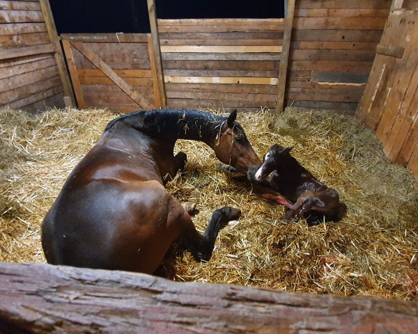 Pferd Zoom´s Royal Rock (Westfale, 2019, von Zoom)