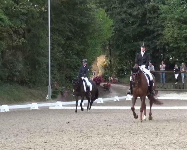 Reitturnier Würselen-Pley 2016