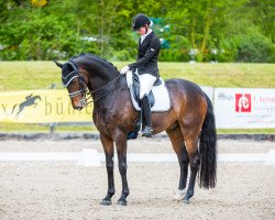 dressage horse Domenico 42 (Oldenburg, 2008, from Don Schufro)