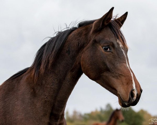 horse Traumfürstin (Trakehner, 2017, from Saint Cyr) horse Traumfürstin (Trakehner, 2017, from Saint Cyr)