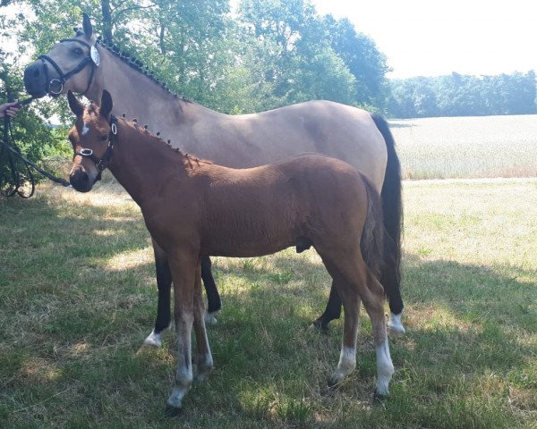 Springpferd Duke of Power (Deutsches Reitpony, 2019, von D-Power AT)