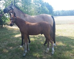 Springpferd Duke of Power (Deutsches Reitpony, 2019, von D-Power AT)