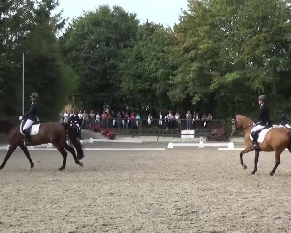 Reitturnier Würselen-Pley 2016