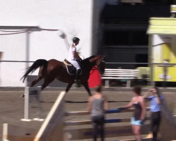 Reitturnier Siegen 2016