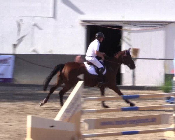 Reitturnier Siegen 2016