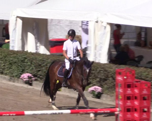 Reitturnier Siegen 2016
