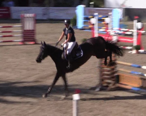 Reitturnier Siegen 2016