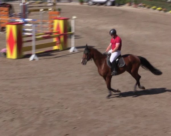 Reitturnier Siegen 2016