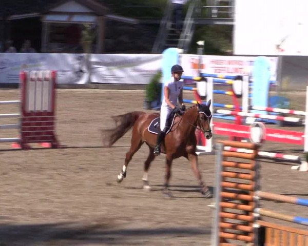 Reitturnier Siegen 2016