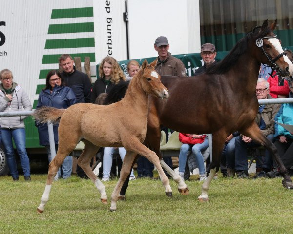dressage horse Day Dream Dlk (Westphalian, 2019, from Dimension AT NRW)
