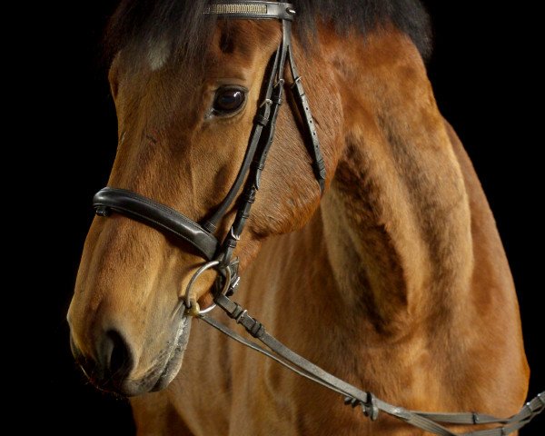 Springpferd L'espoire de Juli (Holsteiner, 2001, von Le Grand II) Springpferd L'espoire de Juli (Holsteiner, 2001, von Le Grand II)
