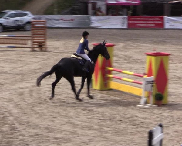 Reitturnier Siegen 2016