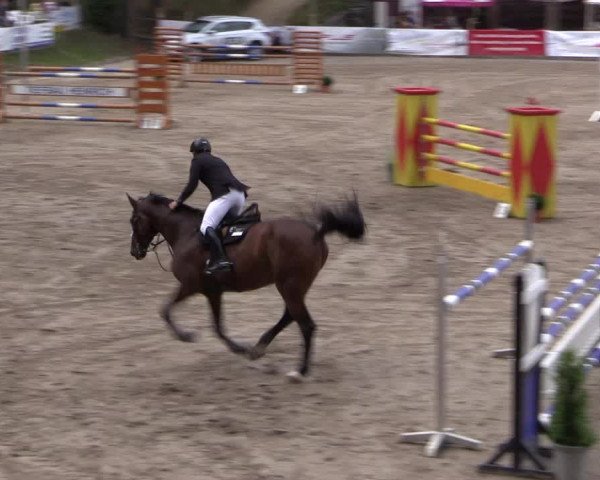 Reitturnier Siegen 2016