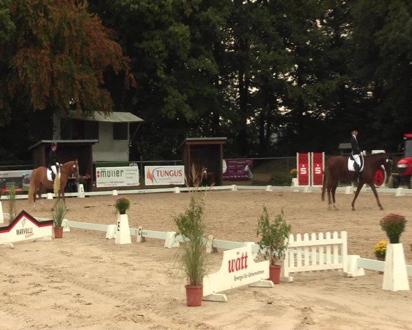 Reitturnier Meinerzhagen 2016