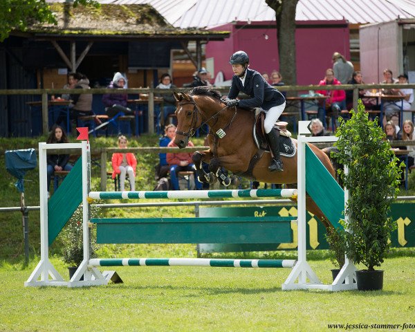 jumper Querfeldein (Holsteiner, 2009, from Quo Vados I)