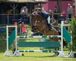 Springpferd Christallus (Westfale, 2009, von Cristallo I)