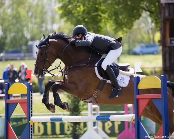 Springpferd Cracklin' Rosie 2 (Holsteiner, 2011, von Cancara)