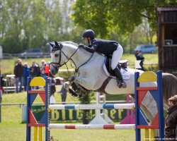 stallion Courtland (Holsteiner, 2009, from Calido I)