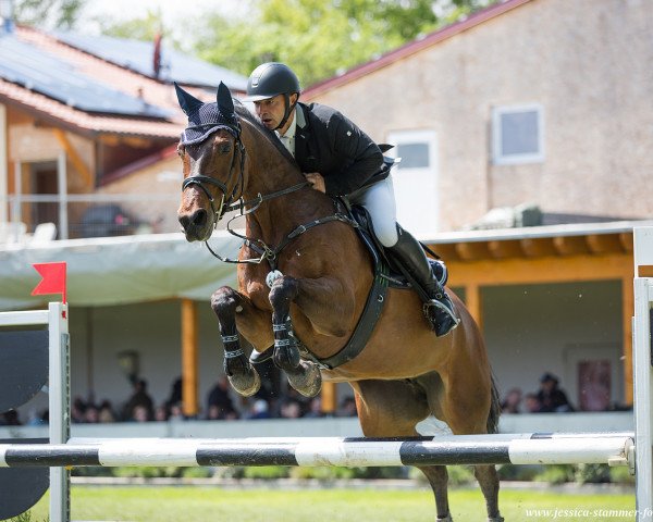 Springpferd Sweet Sophie 2 (Bayer, 2006, von Gambrinus)