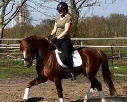 dressage horse Dynamic Samba (German Riding Pony, 2016, from Dean)
