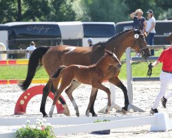 broodmare Almeeda (Hanoverian, 2007, from Argentinus)