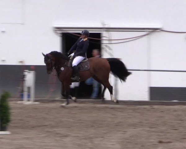 Reitturnier Siegen 2016