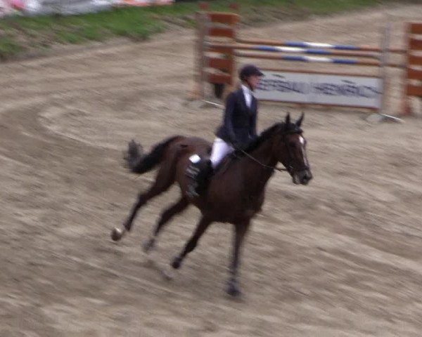 Reitturnier Siegen 2016