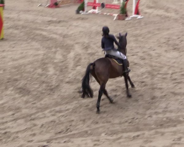 Reitturnier Siegen 2016