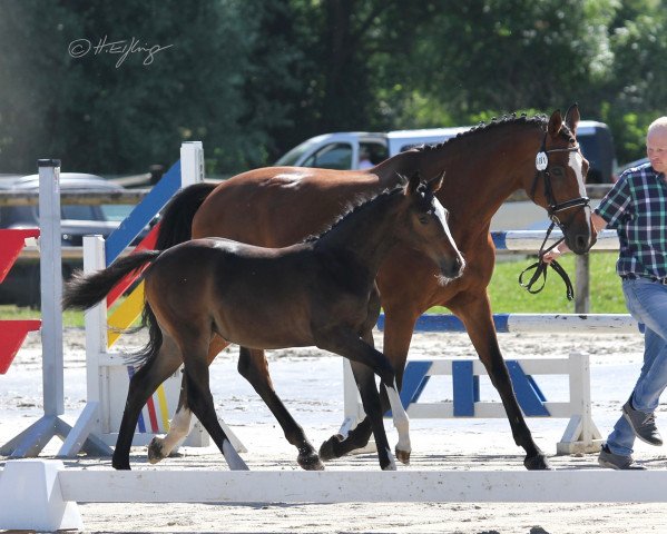 broodmare Maxima 98 (KWPN (Royal Dutch Sporthorse), 2005, from Quasimodo Z)