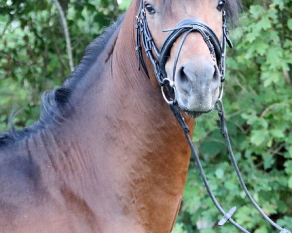 stallion Borys 2013 ShA (Shagya Arabian, 2013, from Basyl)