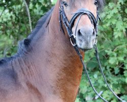 stallion Borys 2013 ShA (Shagya Arabian, 2013, from Basyl)