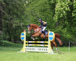 jumper Lionero 2 (Hanoverian, 2010, from Londontime)