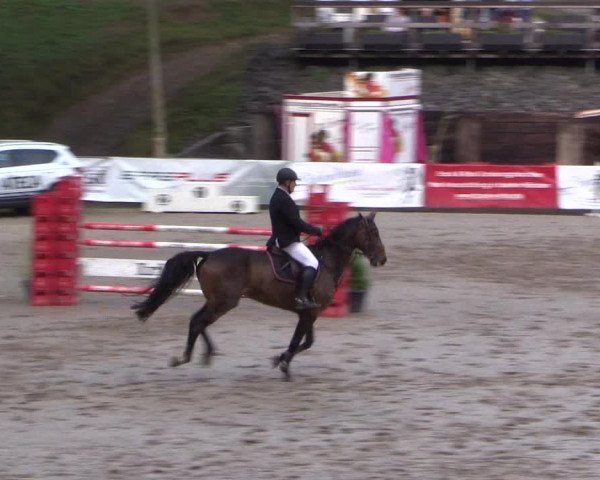 Reitturnier Siegen 2016