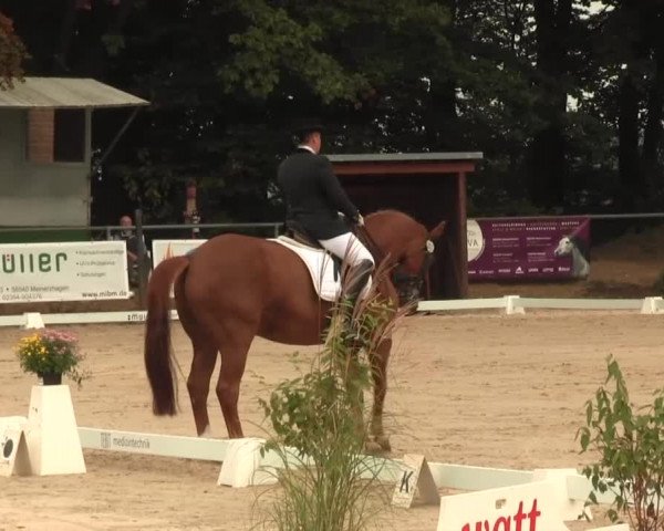 Reitturnier Meinerzhagen 2016