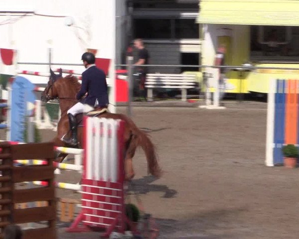 Reitturnier Siegen 2016
