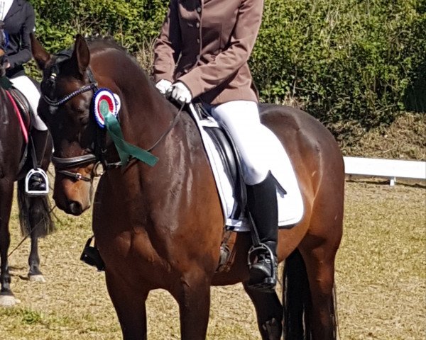 Dressurpferd Mikado Von Der Wiesharde (Deutsches Reitpony, 2007, von Montego N)