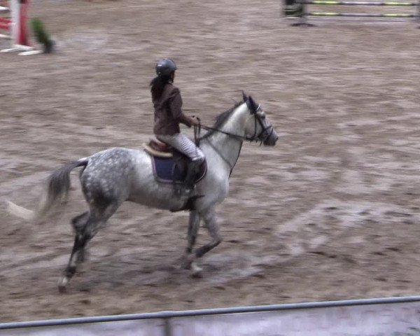 Reitturnier Siegen 2016