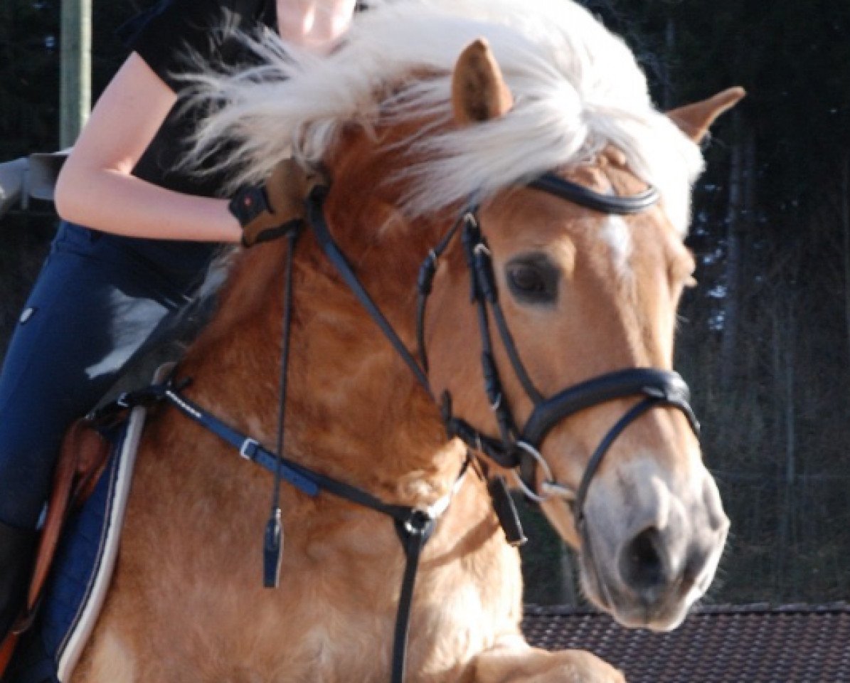 Jumper Miro CH (Haflinger, 1998, from Meran)