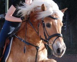 jumper Miro CH (Haflinger, 1998, from Meran)