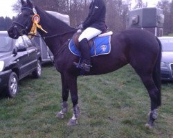 jumper Kiss Me Kate 6 (Trakehner, 2002, from Latimer)