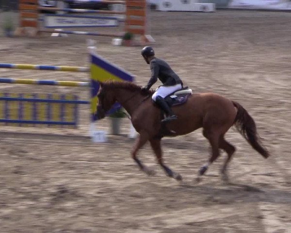 Reitturnier Siegen 2016