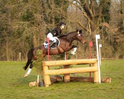jumper Not a Nightmare (German Riding Pony, 2010, from Heidbergs Nancho Nova)