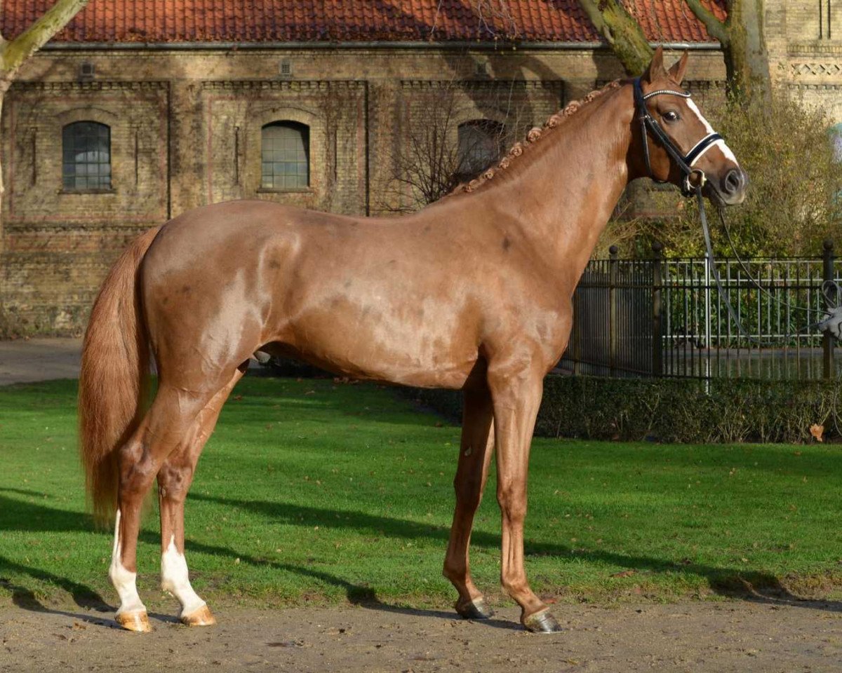 Deckhengst First Deal (Oldenburger, 2016, von Fuechtels Floriscount OLD)