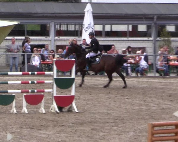 Reitturnier Siegen 2016