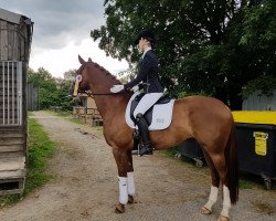 broodmare Maxime 39 (Hanoverian, 2011, from Münchhausen)