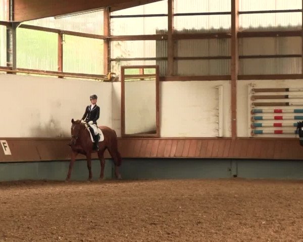 Reitturnier Meinerzhagen 2016