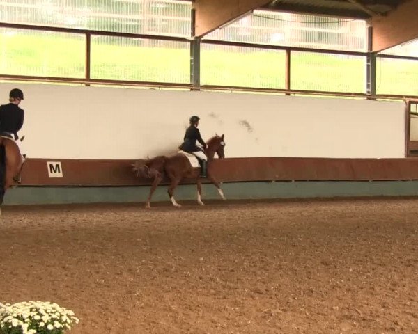 Reitturnier Meinerzhagen 2016