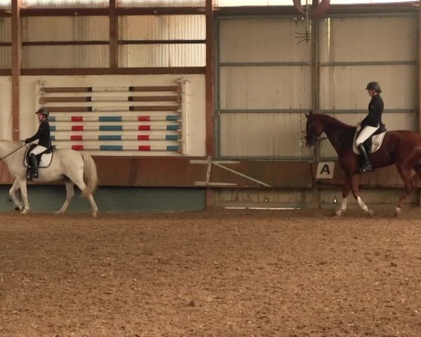 Reitturnier Meinerzhagen 2016